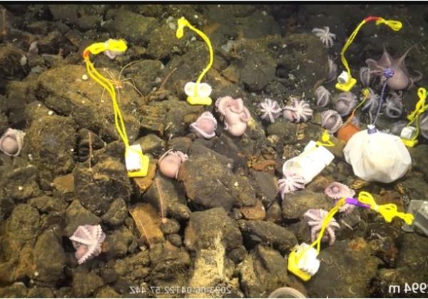 deep-sea octopus nursery