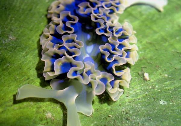 Elysia crispata slug on algae