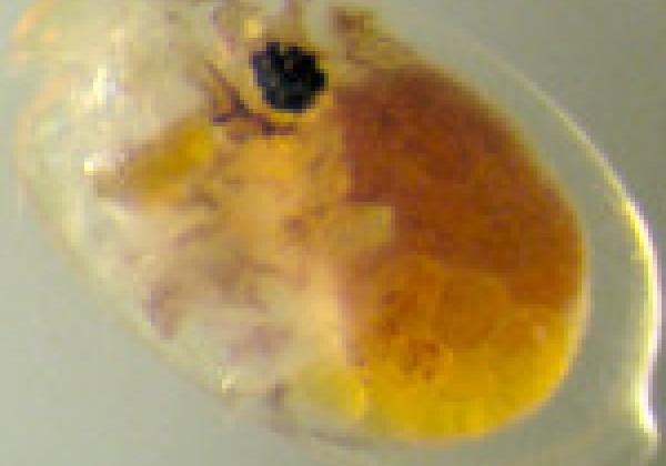 Ostracod crustacean that lives off of the Pacific Coast