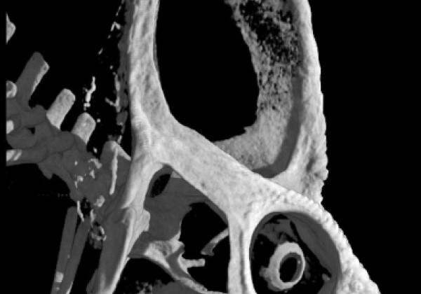 Photo of CT scan of chameleon