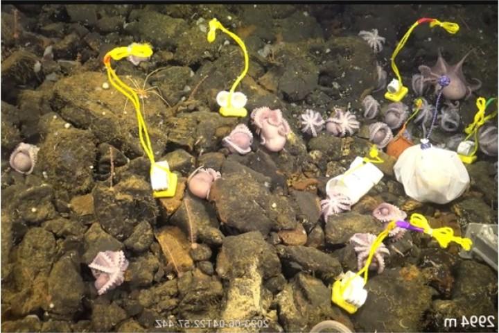 深海章鱼苗圃